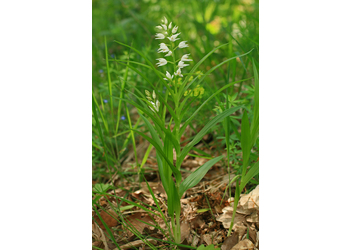 Langblättriges Waldvöglein (Cephalanthera longifolia) - © Emanuel Trummer